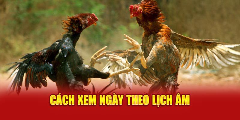 Kinh nghiệm Xem ngày đá gà giúp trận đấu thắng lớn