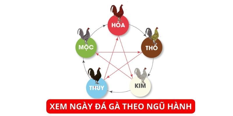 Xem ngày đá gà theo ngũ hành có hiệu quả không?